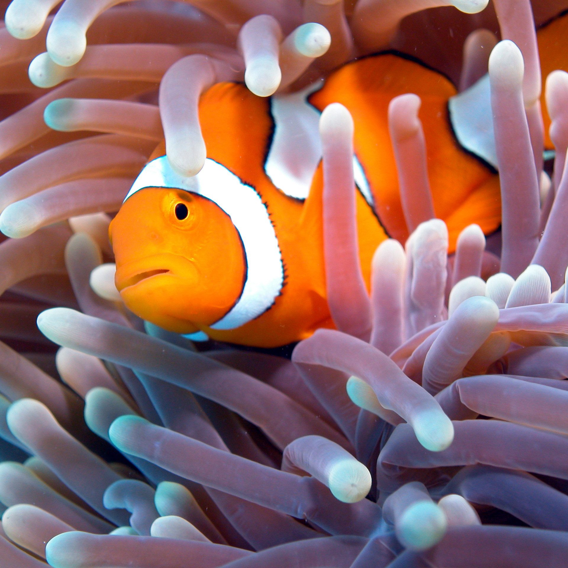 Clownfish, Great Barrier Reef, QLD