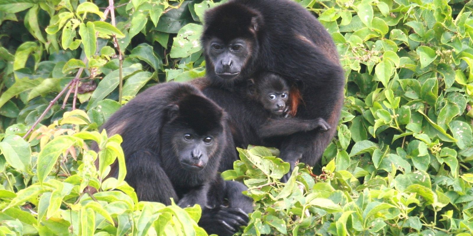 InStyle Touristik – Costa Rica – ARA Tours – Howler Monkeys