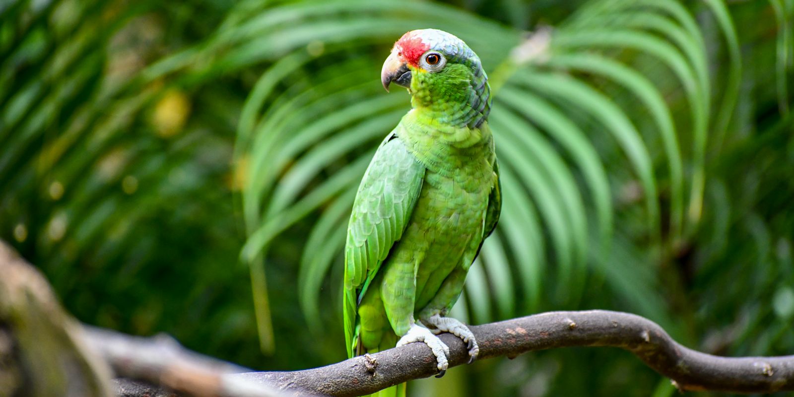 InStyle Touristik – Costa Rica – ARA Tours – Red-lored Parrot