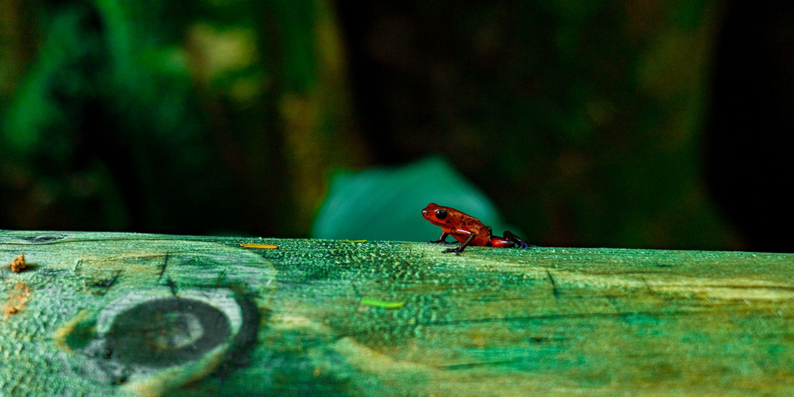 InStyle Touristik – Costa Rica – ARA Tours – Strawberry Poison-dart Frog