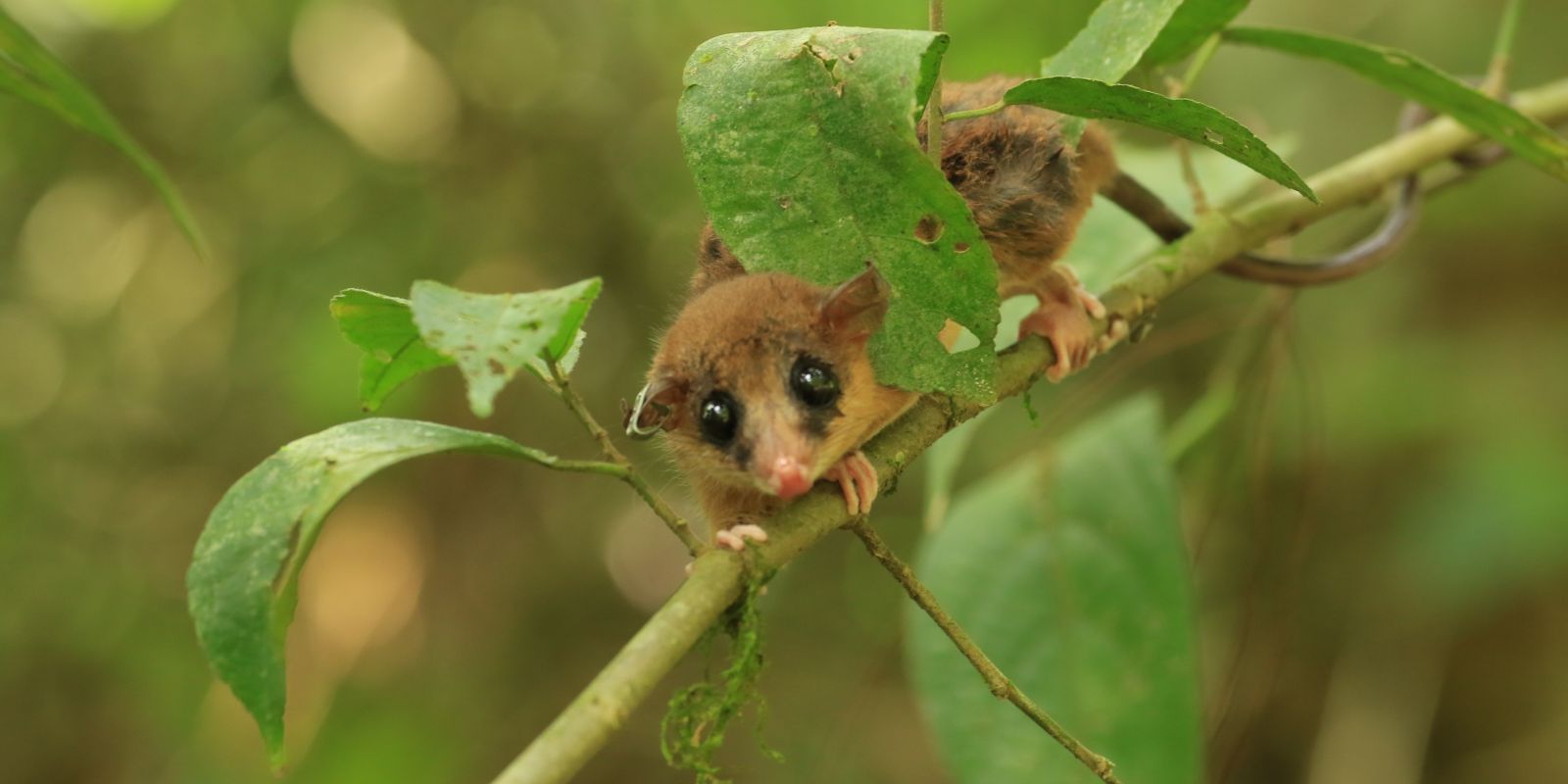 InStyle Touristik – Costa Rica – ARA Tours – Tirimbina Fauna