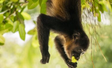 Roadtrip Costa Rica: Entdeckertour auf eigene Faust