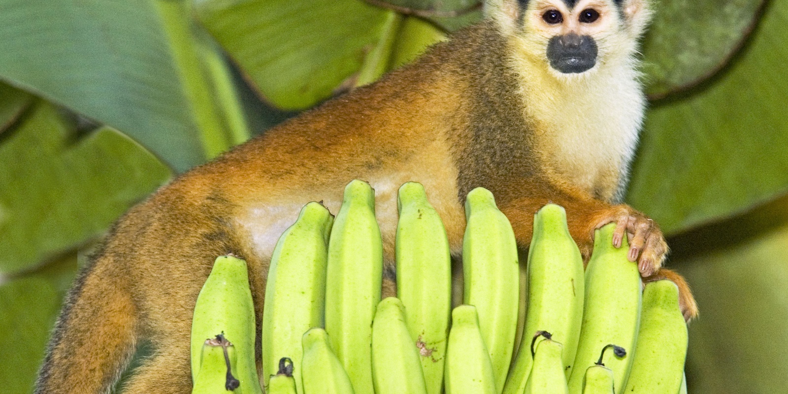 Instyle Touristik – Costa Rica – EntdeckerTourManuel Antonio Squirrel Monkey
