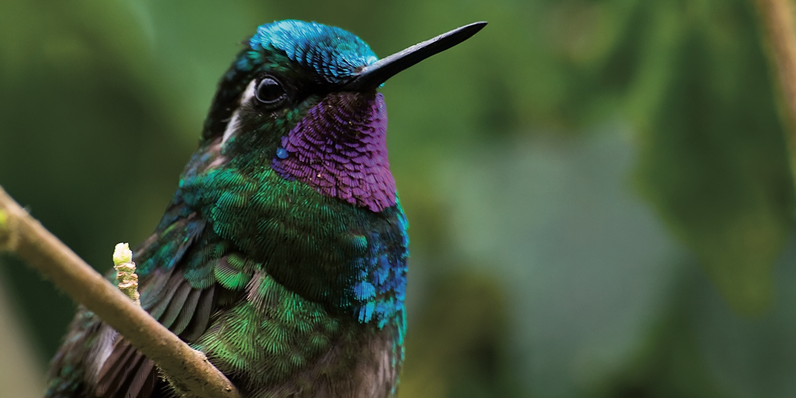 Instyle Touristik – Costa Rica – EntdeckerTourMonteverde Hummingbird