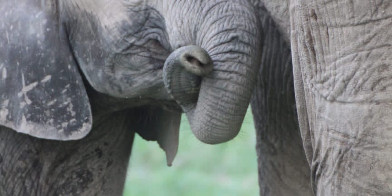 Instyle Touristik – Südafrika – Capetown, Garden Route and KrügerSimbavati Hilltop Lodge – Wildlife 01