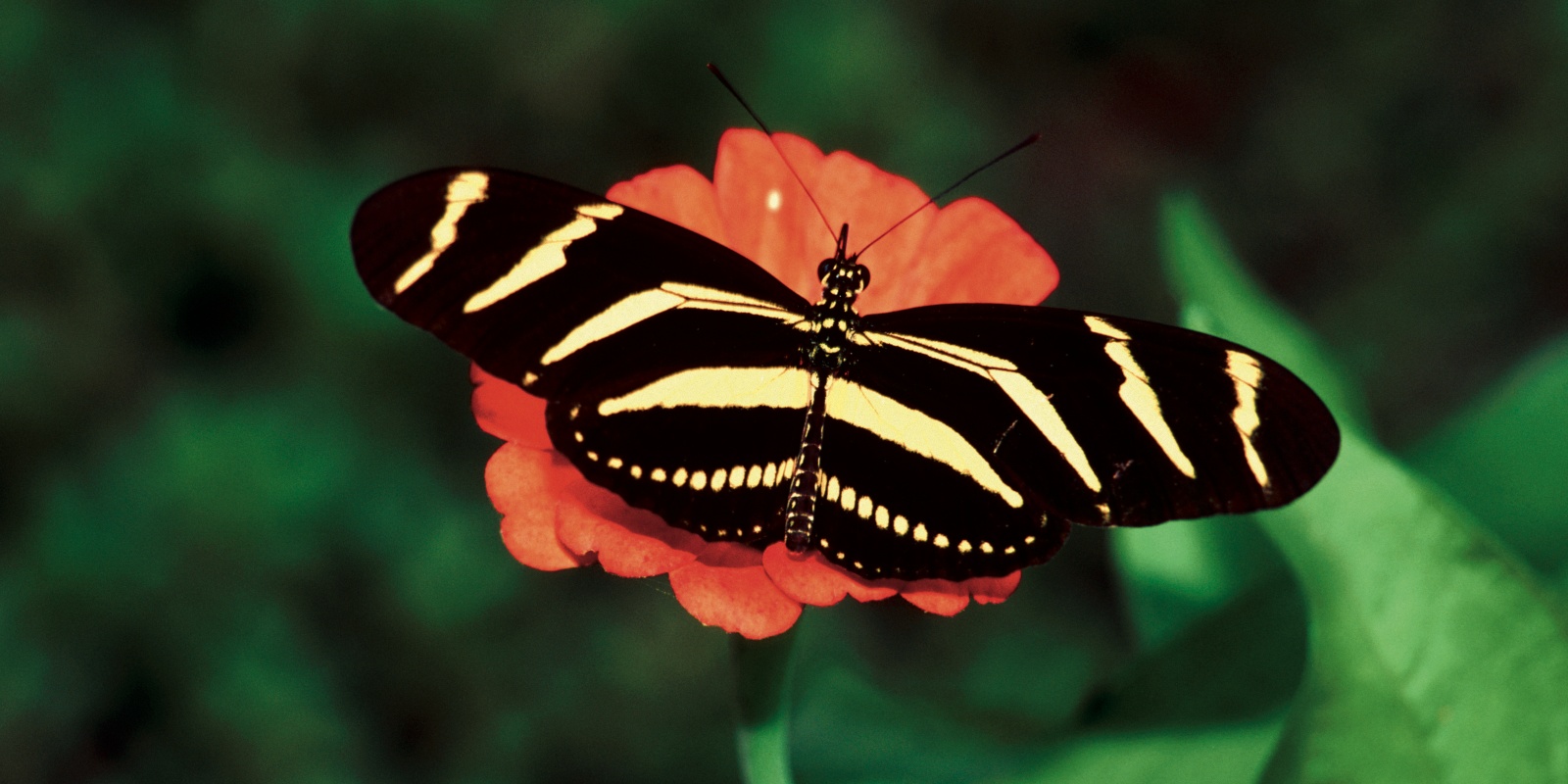 Instyle Touristik – DomRep – Einsteigerreise Flower and Butterfly – Fauna, Flora, Excursion, Bayahibe, La Rom