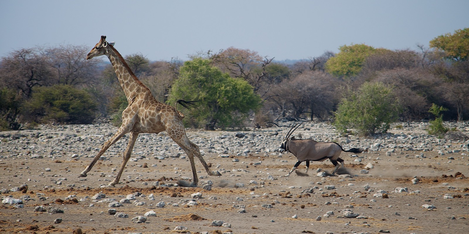 26/08/2013 – Etosha National Park, Namutoni, Namibia