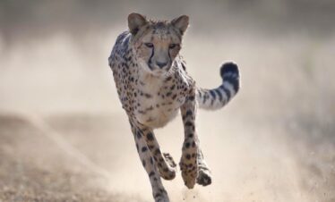Magisches Namibia: Privatgeführte Rundreise durch die afrikanische Wildnis
