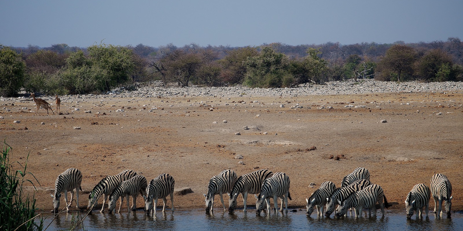 26/08/2013 – Etosha National Park, Namutoni, Namibia