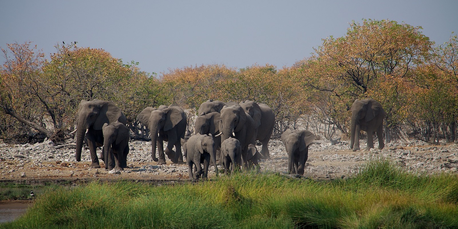27/08/2013 – Etosha National Park, Okaukuejo, Namibia
