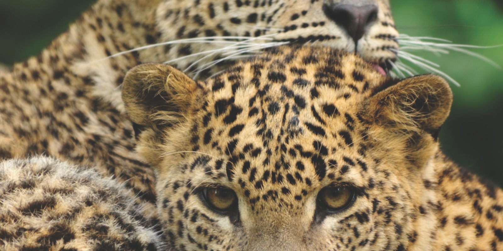 Sri,Lanka,Leopard,(panthera,Pardus,Kotiya)