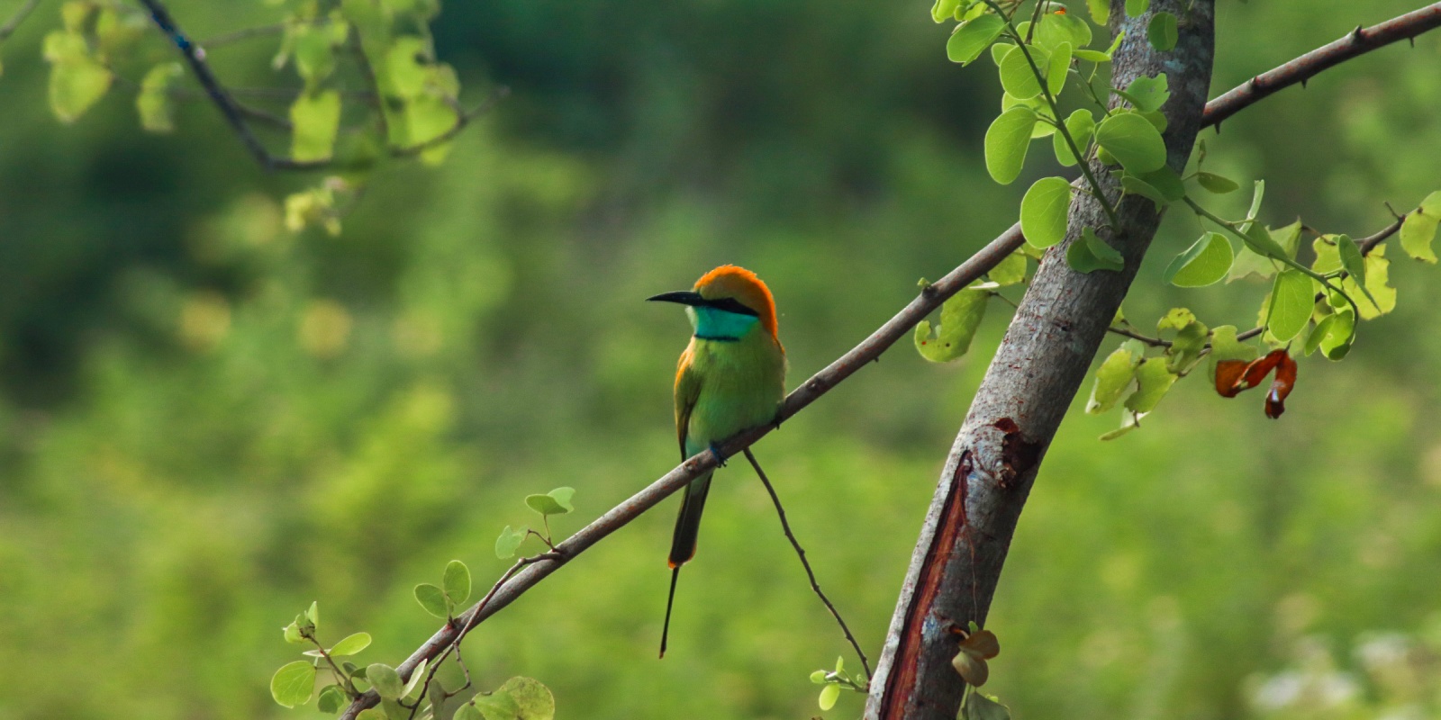 Instyle Touristik – Sri Lanka – ©SriLankanTourismBoard – Kultur und Lifestyle Edited (70)