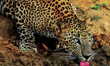 Naturerlebnis Sri Lanka – geführte Privatrundreise
