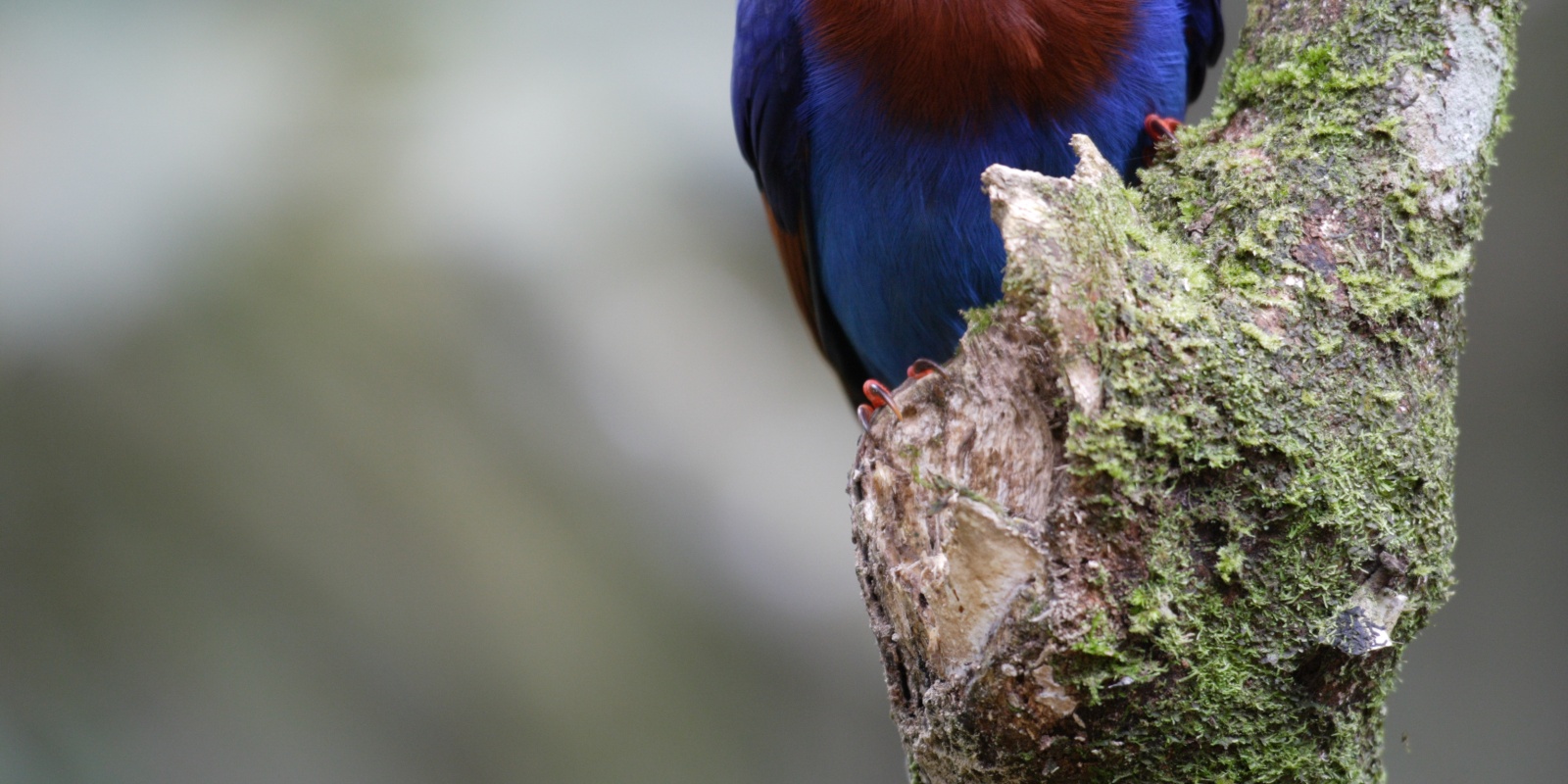 Instyle Touristik – Sri Lanka – ©SriLankanTourismBoard – Norden und Osten Sri Lankas Ceylon Blue Magpie