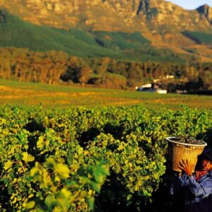 Instyle Touristik – Südafrika – ©FinestTravelAfrica – Golfreise – The Luxperience in SüdafrikaSteenberg Harvest