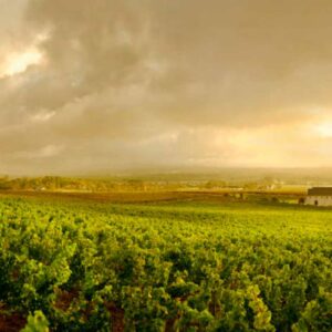 Instyle Touristik – Südafrika – ©FinestTravelAfrica – Golfreise – The Luxperience in SüdafrikaSteenberg Vineyards 2