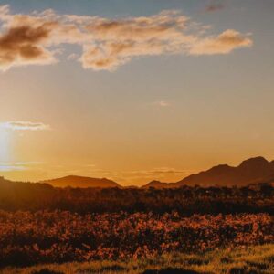 Instyle Touristik – ©FinestTravelAfrica – Golfreise Südafrika – das wunderschöne KapBasse Provence_35