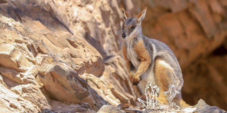 Australia Tours – Australian Geographic Travel – Daintree Nature & Wildlife – 665491-55