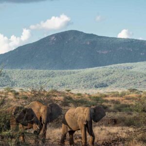 Instyle Touristik – ©FinestTravelAfrica – The Classic – Sarova Lodges in Kenia – Safari in StyleSarova Shaba – Game drives 26