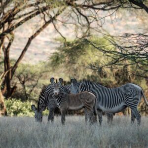 Instyle Touristik – ©FinestTravelAfrica – The Classic – Sarova Lodges in Kenia – Safari in StyleSarova Shaba – Game drives 35