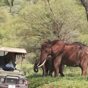 Instyle Touristik – ©FinestTravelAfrica – The Luxperience TansaniaSafariNasikia Ndovu 2019-68.1