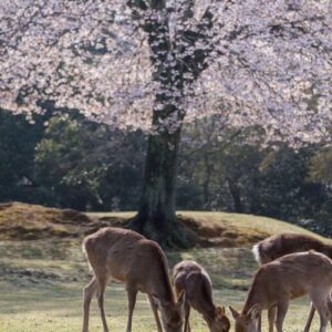 Nara Park in spring