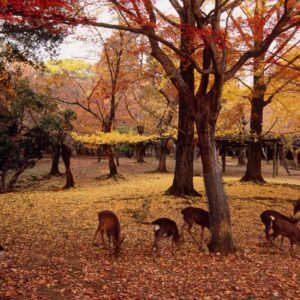 Deer in Nara Park, Nara, Nara, Japan