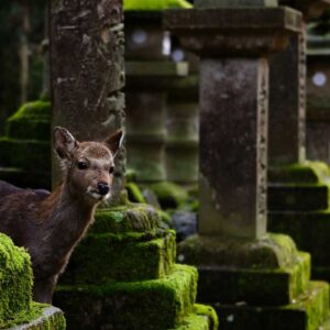 A Deer in Nara