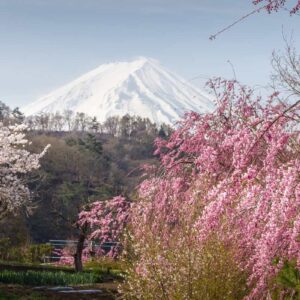 Cherry blossom and the Mount Fuji by the Ashi lake, Hakone, Japon