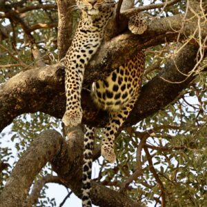 uzuri-safaris-tanzania-tyxN9RIba8U-unsplash