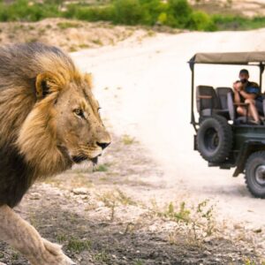 InstyleTouristik_SAT_Game Drive_Pirschfahrt mit Löwecopyright_FTA