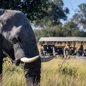 Instyle Touristik – Botswana – The Luxperience – exklusive High End Flugsafari – copyright GoVacBlack Wilderness DumaTau_6