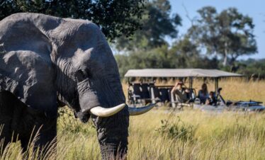 Botswana: The Luxperience – exklusive High End Flugsafari – Privatrundreise