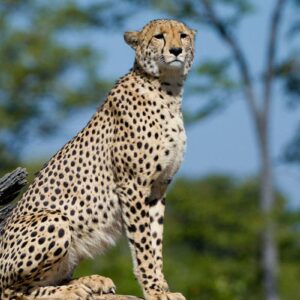 Instyle Touristik – Botswana – The Luxperience – exklusive High End Flugsafari – copyright GoVacBlack Wilderness DumaTau_7