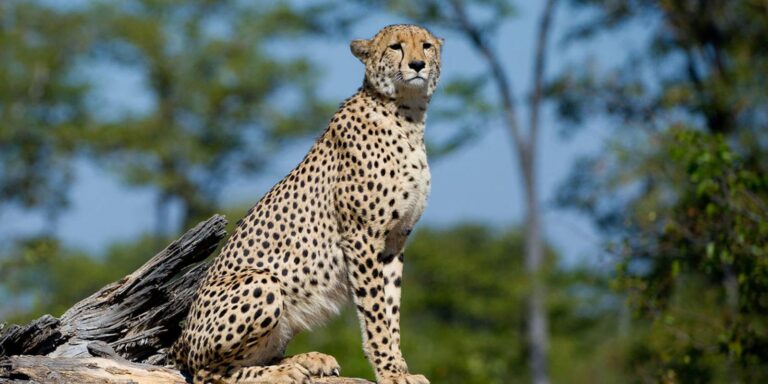 Instyle Touristik – Botswana – The Luxperience – exklusive High End Flugsafari – copyright GoVacBlack Wilderness DumaTau_7