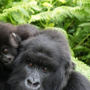Instyle Touristik – Ruanda Gorilla Abenteuer – copyright GoVacBlack Singita Kwitonda Lodge
