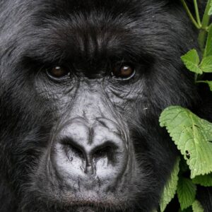 Instyle Touristik – Ruanda Gorilla Abenteuer – copyright GoVacBlack Singita Kwitonda Lodge_1