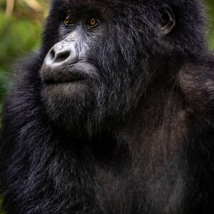 Instyle Touristik – Ruanda Gorilla Abenteuer – copyright GoVacBlack svnp_wildlife_gorilla_sabyinyo_family_ross_couper_61