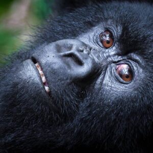 Instyle Touristik – Ruanda Gorilla Abenteuer mit Safari – copyright GoVacBlack Wilderness Bisate_5