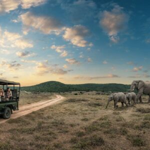 InstyleTouristik_Kapstadt, Wale & Big Five_copyright FTA SAT_Game Drive_Elefantensafari