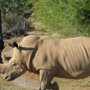 InstyleTouristik_Kapstadt, Wale & Big Five_copyright FTA SAT_Game Drive_Rhino_Walking