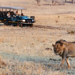 InstyleTouristik_FlugsafariBotswana_copyright GoVacBlackMVF_Game Drive_Lion