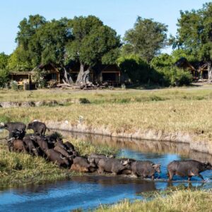 InstyleTouristik_FlugsafariWüstezumDelta_copyright GoVacBlackbots_tawana_mh_room_exterior_with_buffalos1