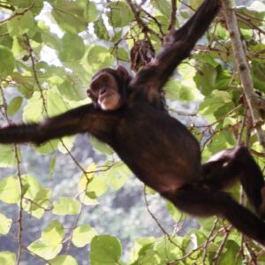 InstyleTouristik_EntdeckeUganda_copyright GoVacBlackKyambura Gorge Lodge_5