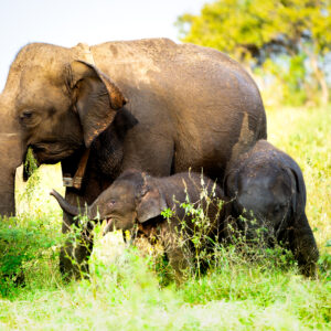 Minneriya National Park