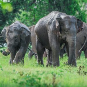 Minneriya National Park