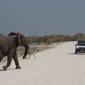 27/08/2013 – Etosha National Park, Okaukuejo, Namibia