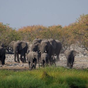 27/08/2013 – Etosha National Park, Okaukuejo, Namibia