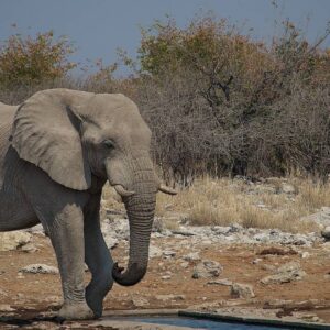 26/08/2013 – Etosha National Park, Namutoni, Namibia