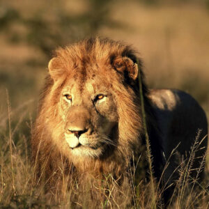 21. Lion